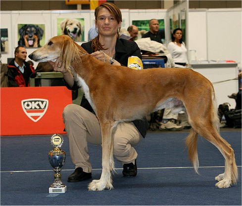 28.09.2008 CACA Tulln  KWZR Trophy - V1, Bester Rde, BOB, Vet BIS, Bis III