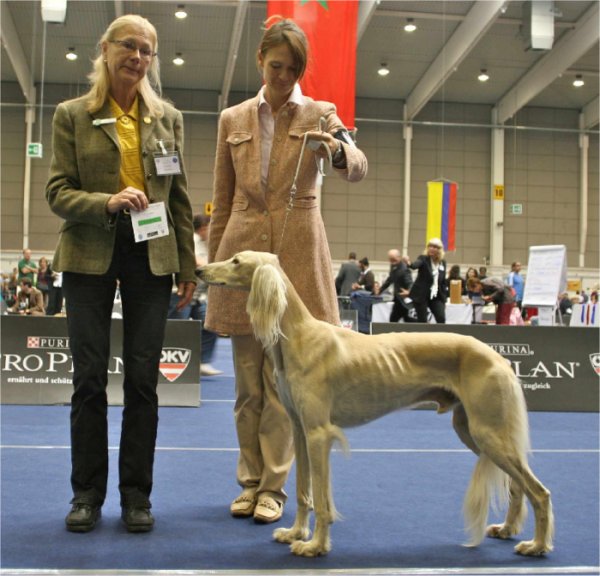 24.9.2011 CACIB Tulln, Bundessieger - V1, CACA, CACIB, Sterreichischer Bundessieger 2011, Crufts Qualification, BOB